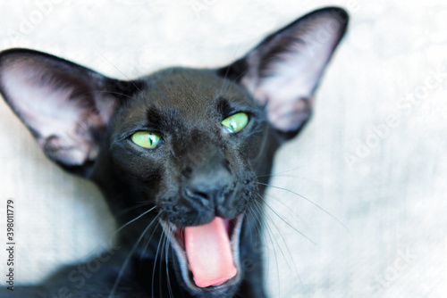 Foto Purebred black oriental cat
