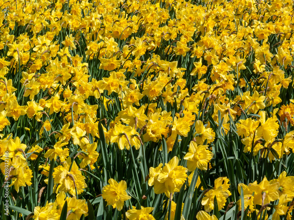 Fototapeta premium Daffodils (narcissus) a springtime yellow flower bulb plant growing outdoors in a public park during the spring season, stock photo image
