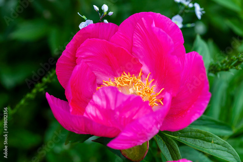 Peony 'Honor' (paeonia) a spring summer pink yellow flower which is a springtime herbaceous perennial flowering plant stock photo image