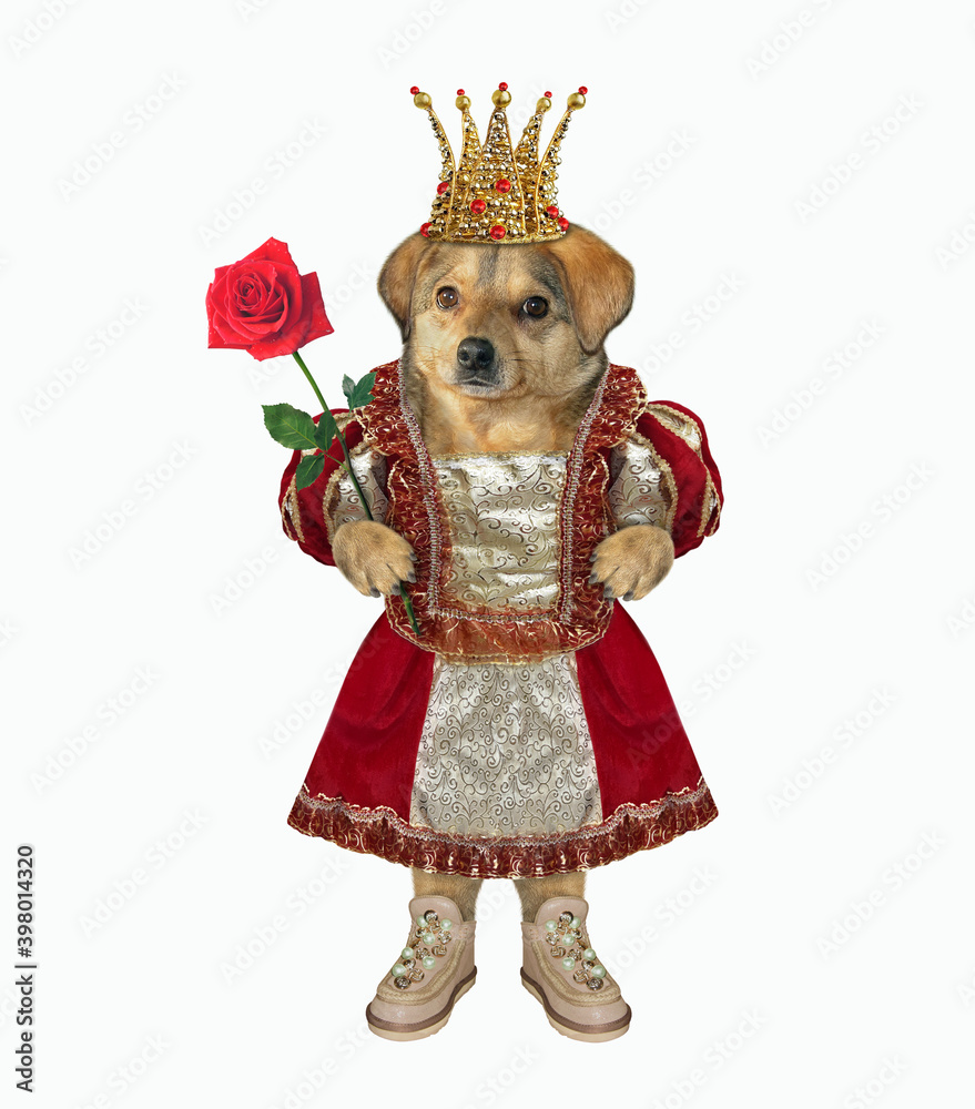 The queen of dogs in a golden crown, dressed in a beautiful dress, holds a red rose. White background. Isolated.