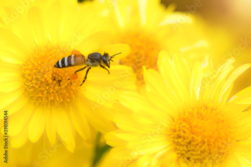 Nature view of flower and bee on blurred greenery background, Flying honey bee collecting pollen at yellow flower. Bee flying over the yellow flower.