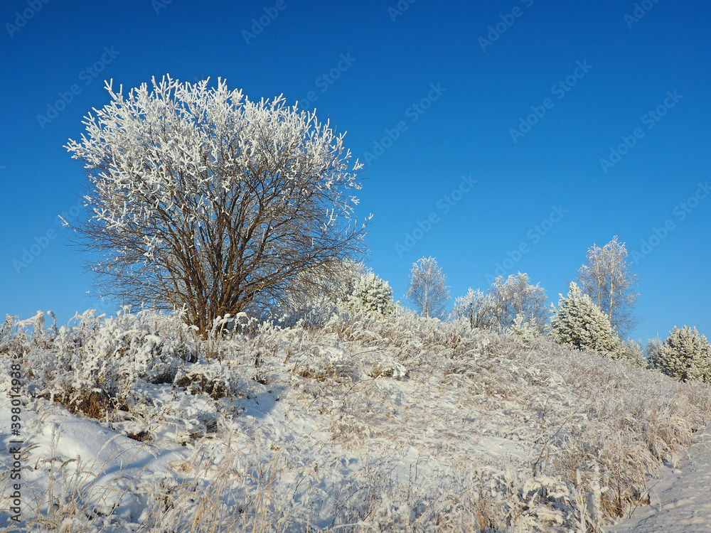 Snow covered trees. Young spruce, pine in the snow. Snow covered grass. Winter. Cold. Clear sky. Russia, Ural, Perm Snow covered trees. Young spruce, pine in the snow. Snow covered grass. Winter. Cold. Clear sky. Russia, Ural, Perm