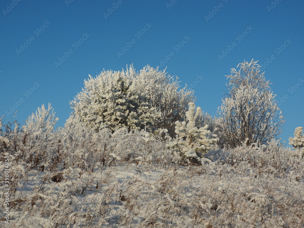 Snow covered trees. Young spruce, pine in the snow. Snow covered grass. Winter. Cold. Clear sky. Russia, Ural, Perm Snow covered trees. Young spruce, pine in the snow. Snow covered grass. Winter. Cold. Clear sky. Russia, Ural, Perm