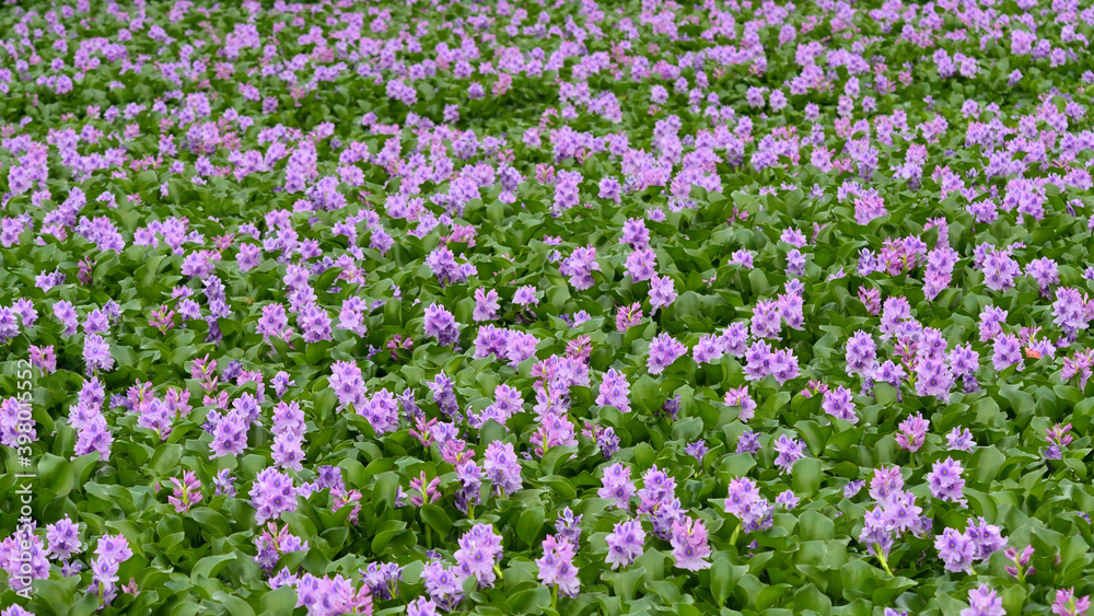 清涼感漂う薄紫色に咲いたホテイアオイの群生