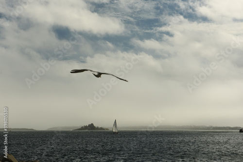 Marine landscape. A lonely sailboat and a small sharp in the water. Seagull hovering over water. calm seascape. Atlantic Ocean. USA. Maine. © Ann Stryzhekin