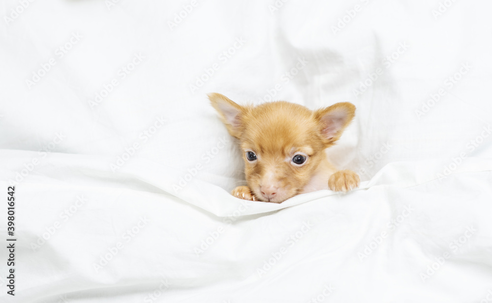 A very small red toy terrier puppy lies under the blanket and looks into the camera with its paws on the blanket.