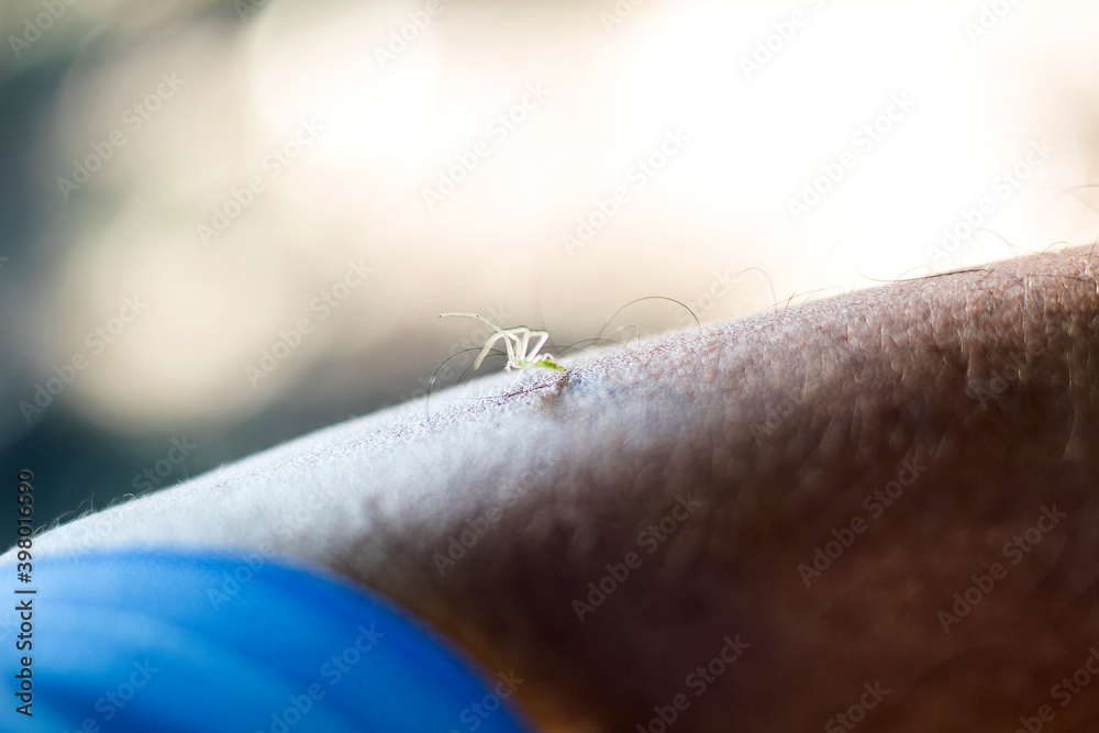 Obraz premium Small spider sits crawling on the man's arm
