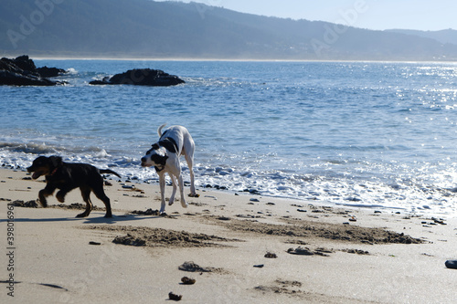dog on the beach