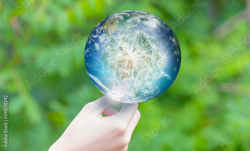 Fototapeta Naklejka Na Ścianę i Meble -  Beautiful dandelion flower seed isolated green background with glass globe 