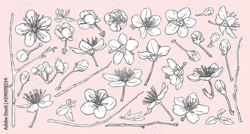 Set of hand drawn cherry blossoms. Sakura flowers, leaves, branches. Cherry tree branch constructor. Spring design elements.