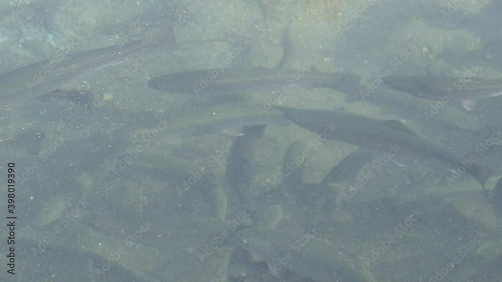 A large number of fish swim in cold water. A large number of fish swim in cold water.