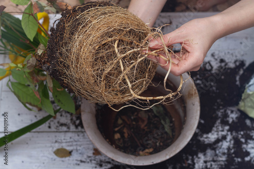 Clod of earth densely overgrown with roots. The houseplant is taken out of the pot. photo