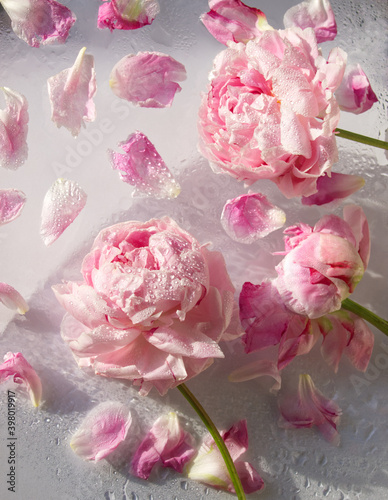 Fototapeta Naklejka Na Ścianę i Meble -  Pink roses and petals under the glass plate with water drops and splash on light background. Pink peony flowers and pink petals. Abstract floral aesthetic. Artistic botany image. Flowers pattern