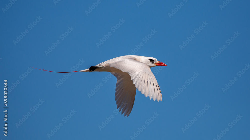 Obraz premium Red-tailed tropicbird close up(Phaethon rubricauda), Nosy Ve, Madagascar