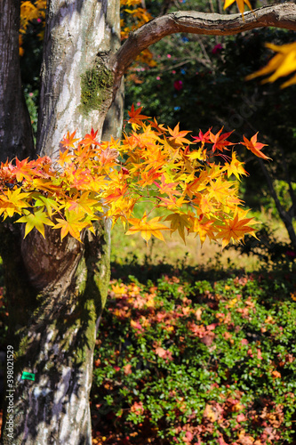 紅葉 もみじ 木 苔 日本庭園 グラデーション 秋