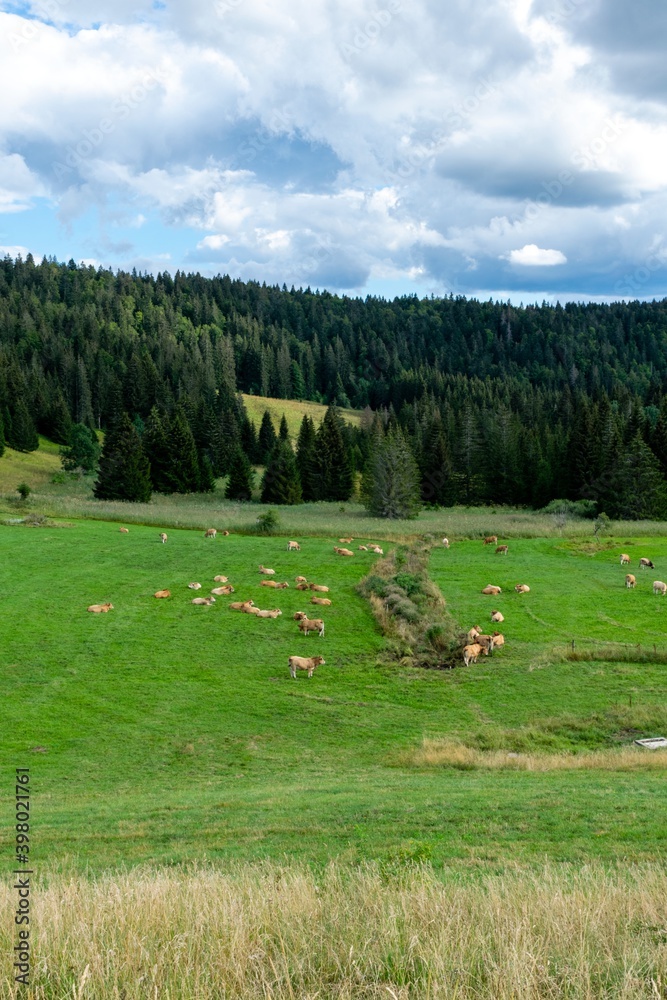 landscape with flock of aubrac cows landscape with flock of aubrac cows
