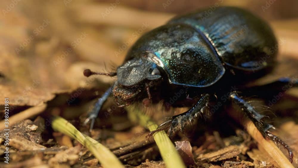 Close-up of an earth-boring dung beetle Geotrupidae on the forest floor Close-up of an earth-boring dung beetle Geotrupidae on the forest floor