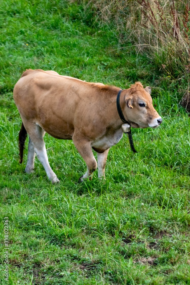 portrait of aubrac cow in pasture portrait of aubrac cow in pasture