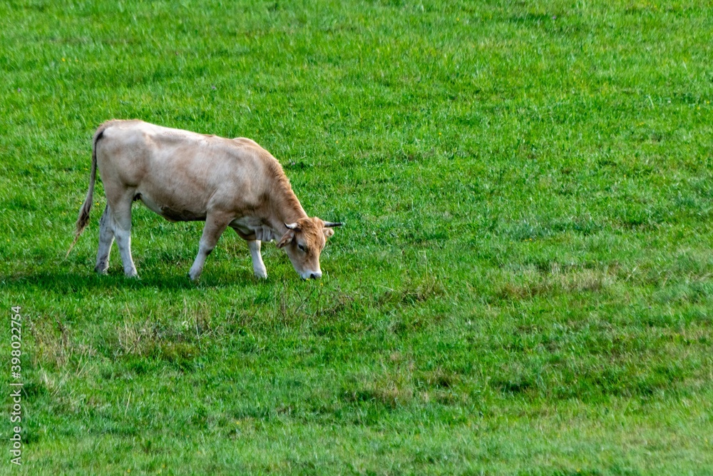 portrait of aubrac cow in pasture portrait of aubrac cow in pasture