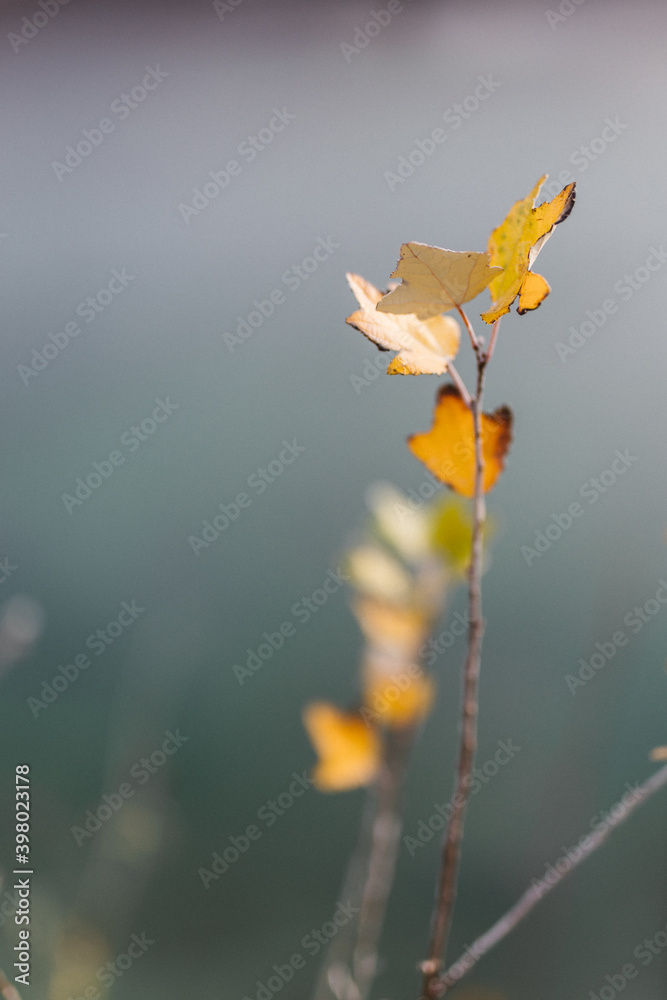 Feuilles Feuilles