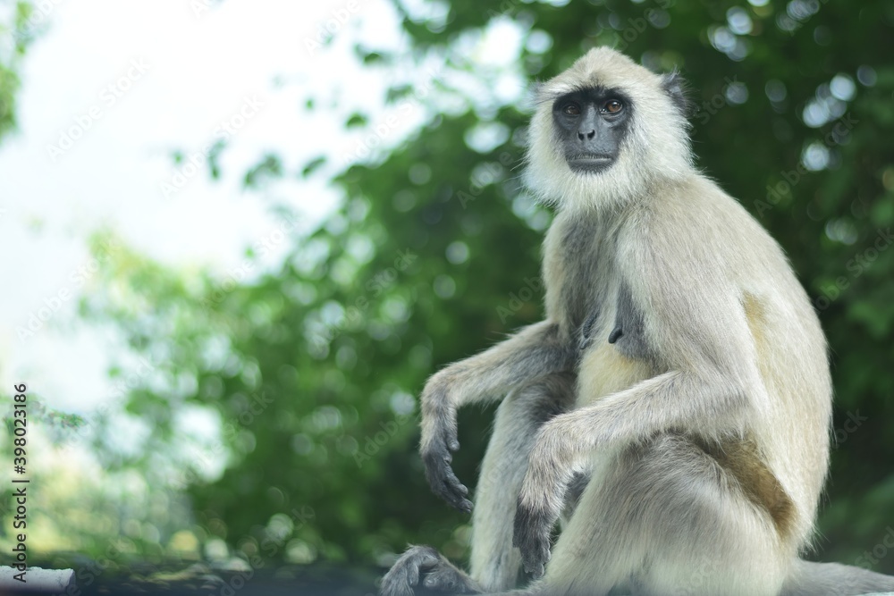 Langur monkey in the forests of Western Ghats in Karnataka