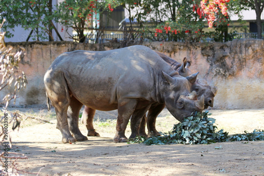 Obraz premium 天王寺動物園のクロサイ