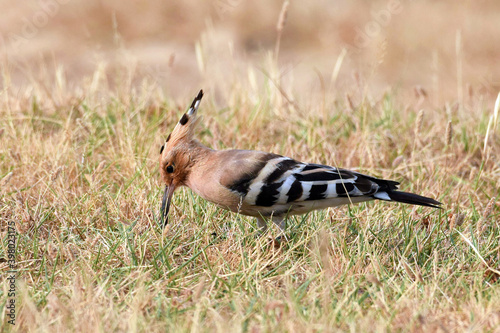 A Eurasian Hoopoe foraging for food in the grass