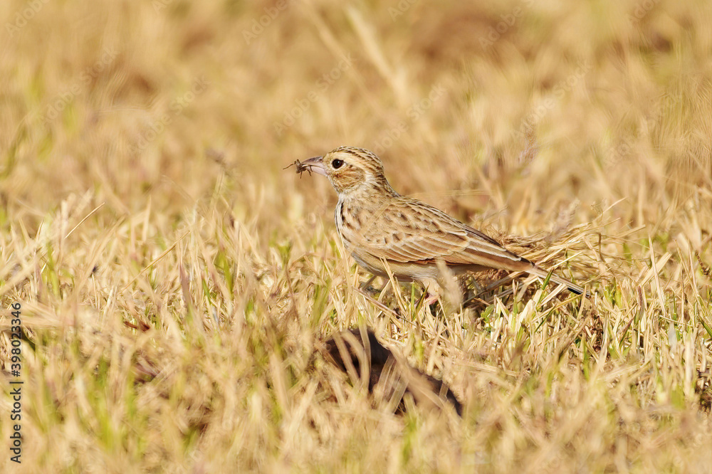 A little brown bird foraging for food in the grass A little brown bird foraging for food in the grass