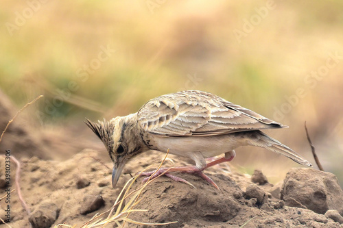 A Crested Lark foraging for food in Rajasthan, India