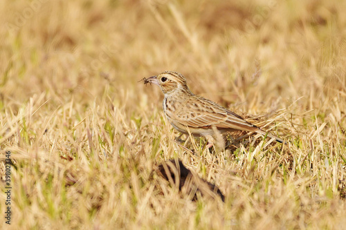 A little brown bird foraging for food in the grass