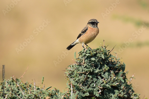 A Wheatear perched on a bush 