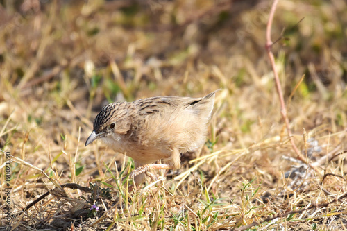 A little brown bird foraging for food in the grass
