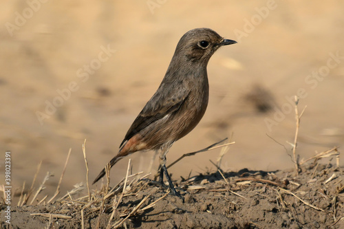 A little brown bird looking alert