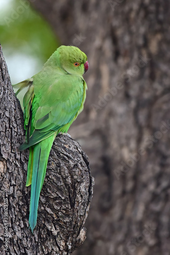 Parrot perched on a tree near Chandlai lake in Rajasthan