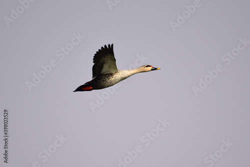 Spot Billed Ducks flying over Chandlai Lake in Rajasthan