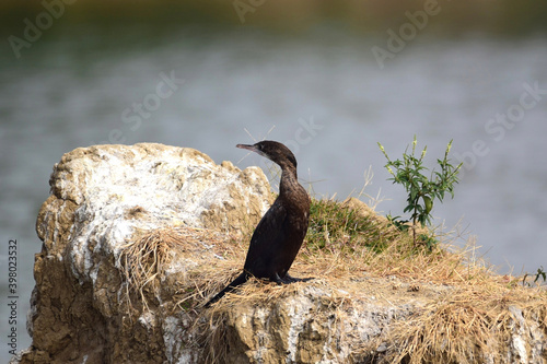 A Cormorant sunbathing near Chandlai Lake in Rajasthan, India