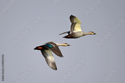 Spot Billed Ducks flying over Chandlai Lake in Rajasthan