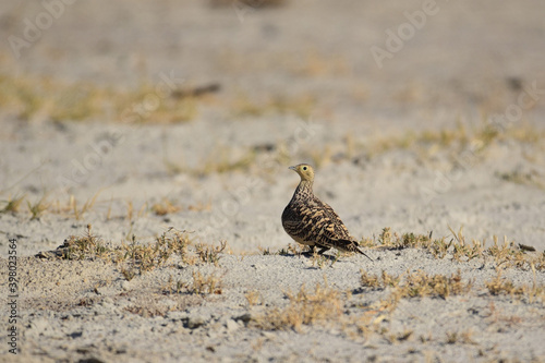 A Sand Grouse resting in the dry lake bed of Sambhar Lake in Rajasthan India