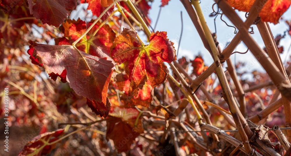 Beautiful grape leaves in autumn time Beautiful grape leaves in autumn time