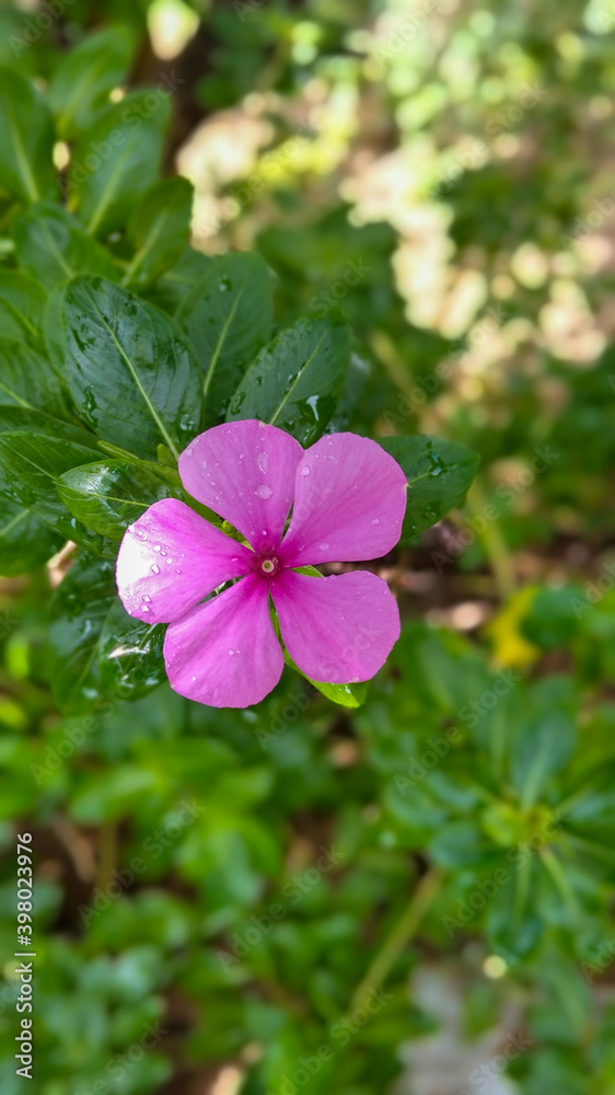 pink flowers in the garden vinca rosea with green leaf with rain drops beautiful