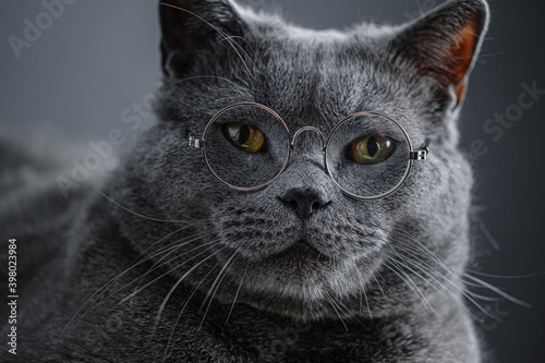a young big gray British cat in round transparent glasses lies on a notebook, a notebook.