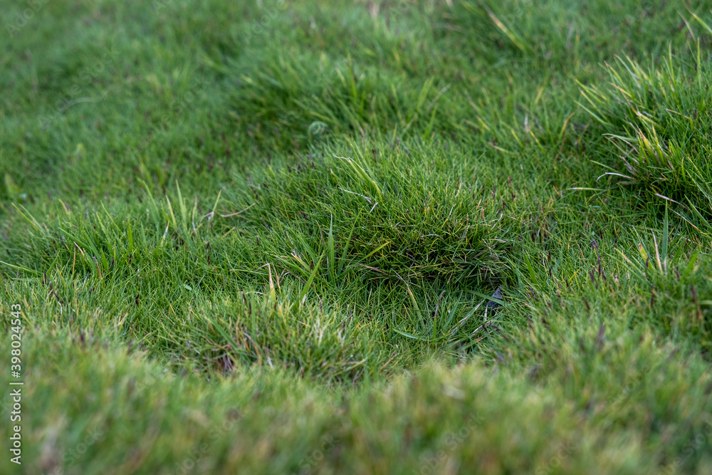 Zoysia tenuifolia is also called Mascarene grass Zoysia tenuifolia is also called Mascarene grass
