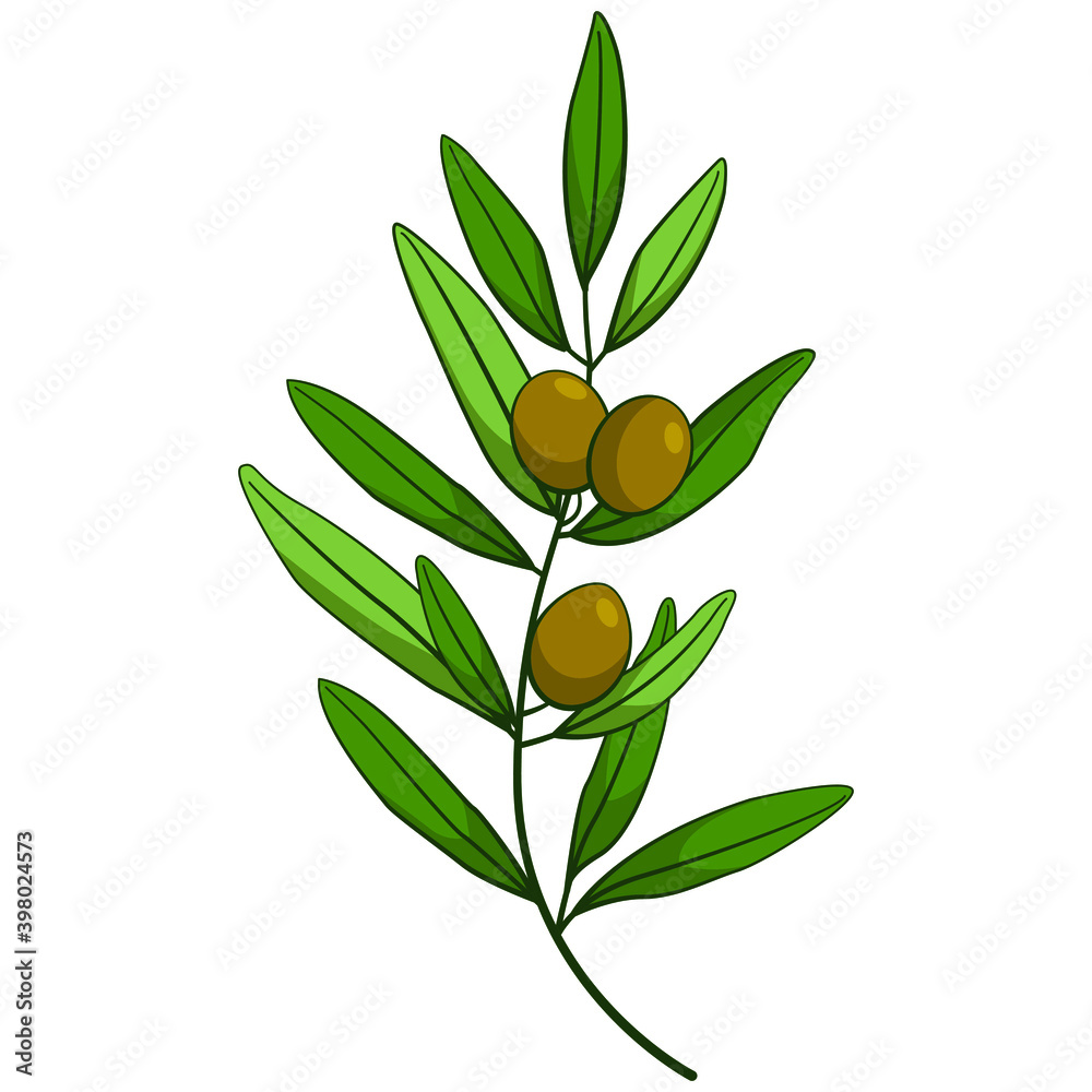 Olive branch with green olives; vector illustration for home decor, menu, stickers, etc. Olive branch with green olives; vector illustration for home decor, menu, stickers, etc.