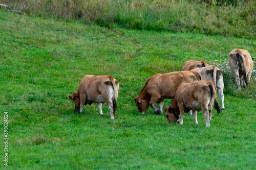 flock of aubrac cows in pasture © NAEPHOTO
