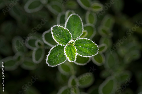 Ceanothus leaves edged with frost