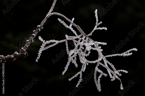 Icy covered tree branch
