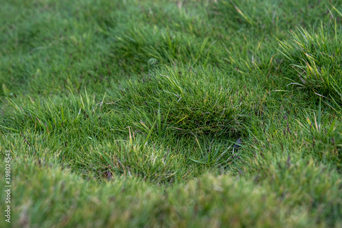 Fototapeta Naklejka Na Ścianę i Meble -  Zoysia tenuifolia is also called Mascarene grass
