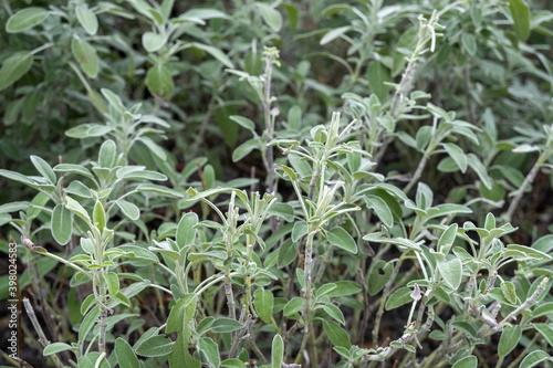Salvia officinalis or sage or garden sage, common sage, or culinary sage