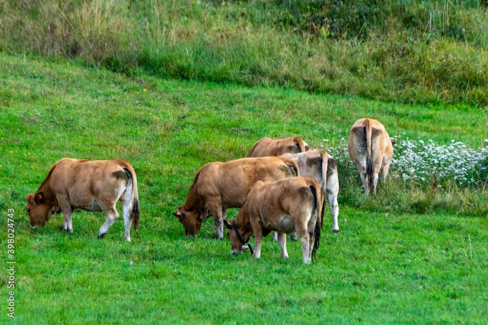 flock of aubrac cows in pasture