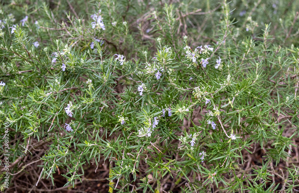 custom made wallpaper toronto digitalRosmarinus officinalis Prostratus